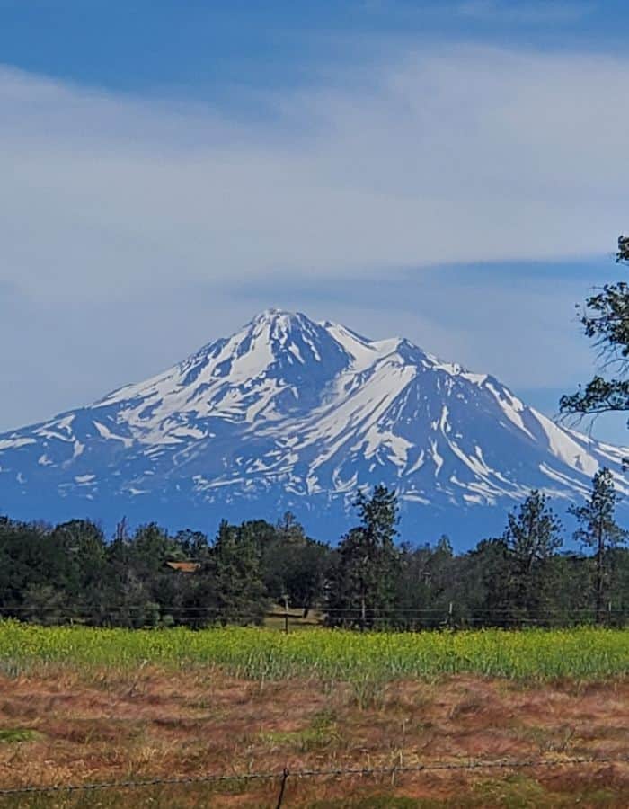 Snow-capped Mount Shasta stands majestically against a partly cloudy blue sky, with streaks of snow tracing its rugged slopes. In the foreground, a vibrant meadow of green and rust-colored grasses stretches out, bordered by scattered pine trees and a barbed wire fence.