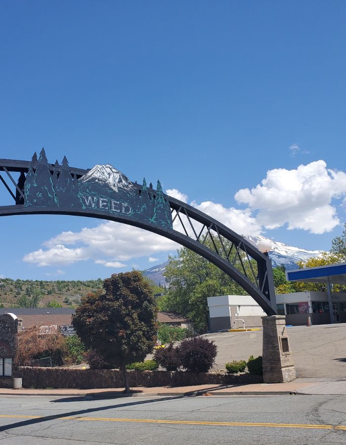 Decorative metal archway with a forest and mountain design and the word “WEED” in the center, standing over a street with a view of snow-capped Mount Shasta in the background. The sky is bright blue with scattered fluffy clouds, and nearby buildings and trees line the street below.