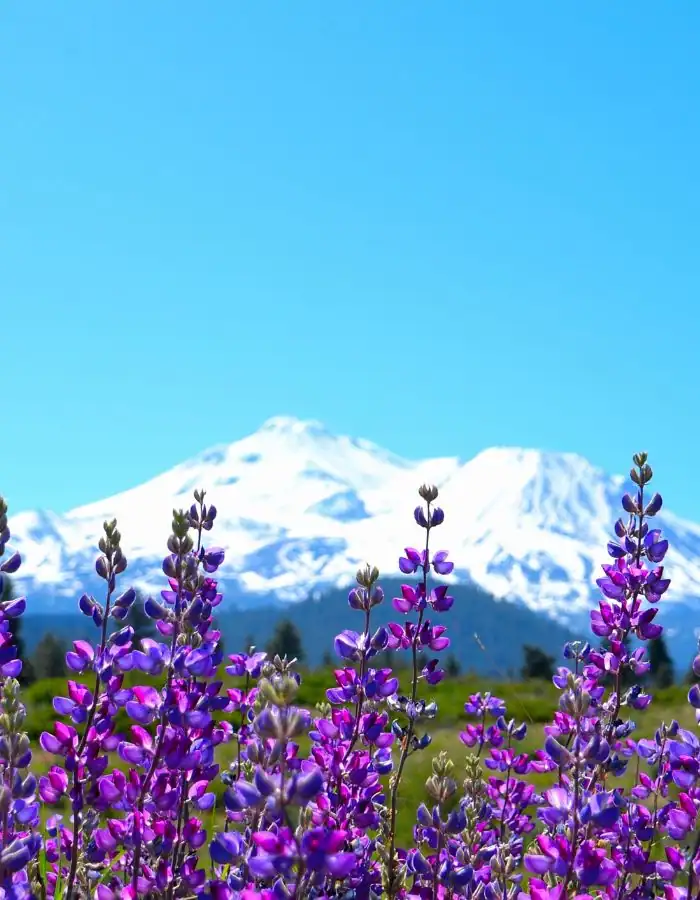 Purple lupine wildflowers in the foreground with a stunning view of snow-covered Mount Shasta rising against a clear blue sky in the background, capturing the beauty of spring in Northern California.